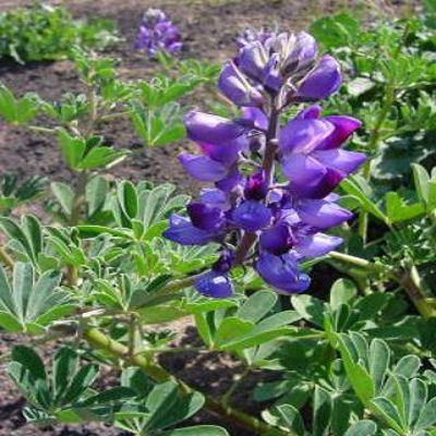 Arroya Lupine   Lupinus succulentus