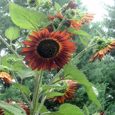 AUTUMN BEAUTY SUNFLOWER  Helianthus annuus