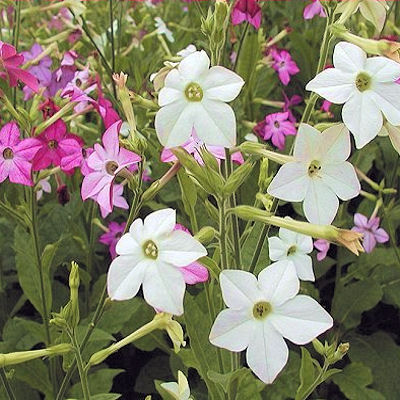 Nicotiana Alata  jasmine tobacco  white & red
