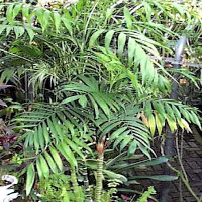 BAMBOO PALM  CHAMAEDOREA SEIFRITZII