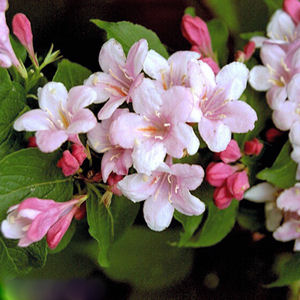 BEAUTYBUSH KOLKWITZIA AMABILIS