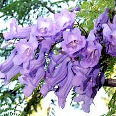 BLUE JACARANDA  Jacaranda mimosifolia