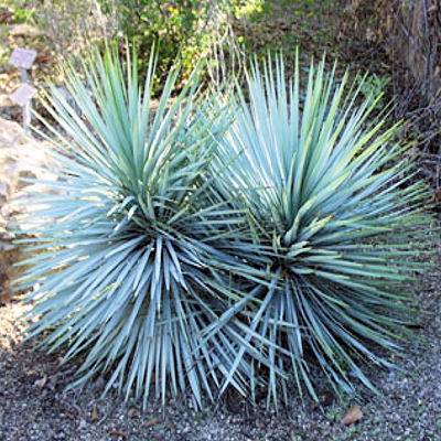 BLUE YUCCA RIGIDA