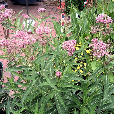 BUTTERFLY FLOWER  milkweed  dark pink  asclepias incarnata