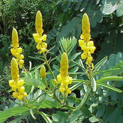 CANDLEBUSH GUAJAVA   CASSIA ALATA