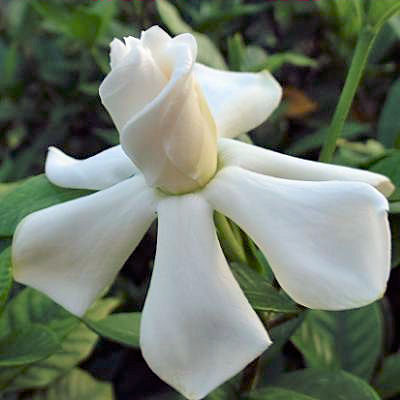 CAPE JASMINE GARDENIA JASMINOIDES