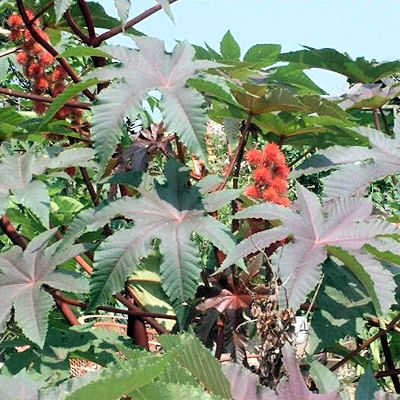 CASTOR BEAN  ricinus communis red SANGUINEA MOLE REPELLENT