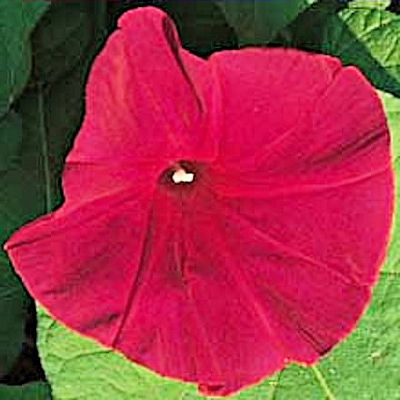 MORNING GLORY SCARLET O  HARA Ipomoea nil