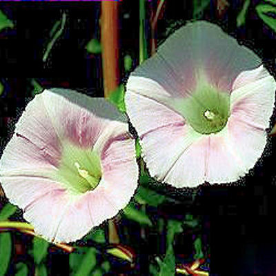 MORNING GLORY pale pink CONVOLVULUS SEPIUM
