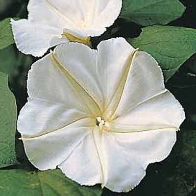 MOONFLOWER IPOMOEA ALBA