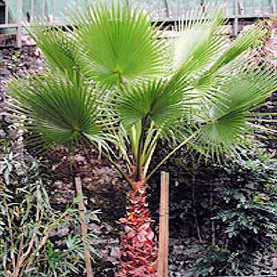 MEXICAN FAN PALM  WASHINGTONIA ROBUSTA