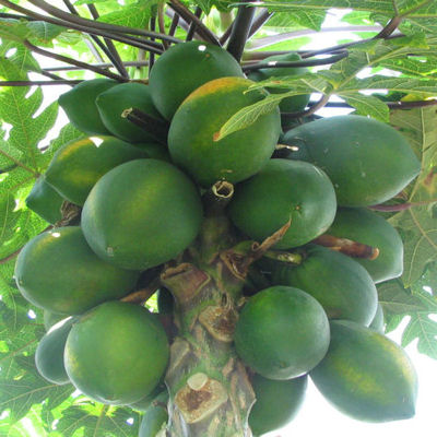 MELON TREE mexican giant CARICA PAPAYA