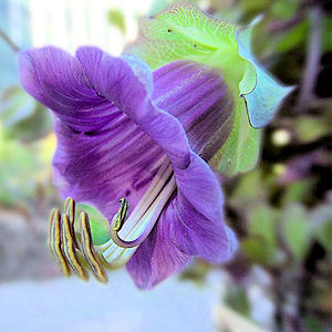 CATHEDRAL BELLS  CUP & SAUCER VINE  cobaena scandens