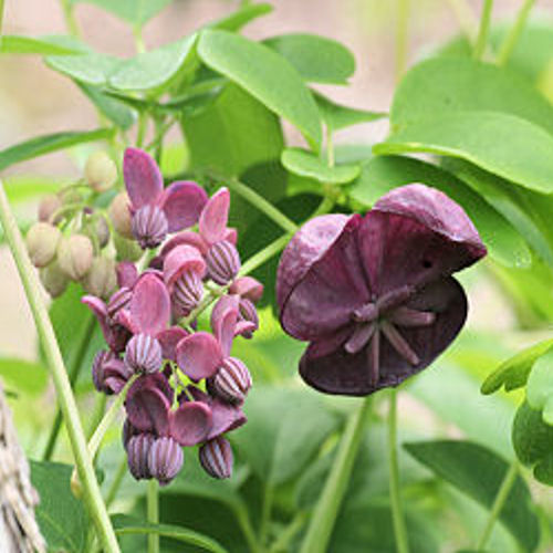 CHOCOLATE VINE  AKEBIA TRIFOLIATA