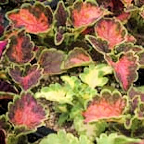 COLEUS CAREFREE MIX  Solenostemon scutellarioides