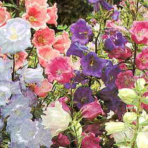 CUP & SAUCER Campanula medium var calycanthema