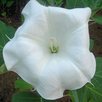 DATURA BELLE BLANCHE white devil s trumpet