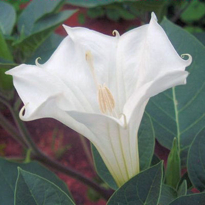 DATURA INOXIA white devil s trumpet