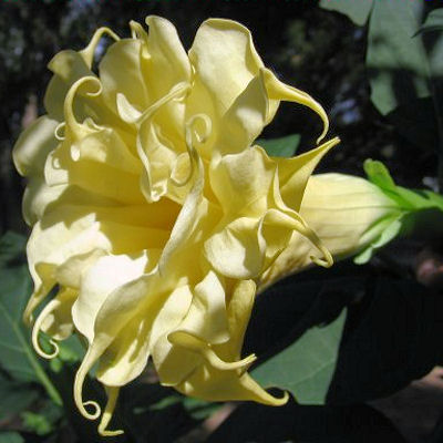 DATURA METEL triple yellow Devil s trumpet