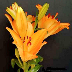 Lily  LILIUM AMABILE