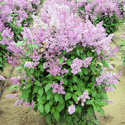 LATE LILAC  SYRINGA VILLOSA