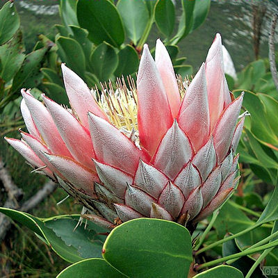 KING PROTEA CYNAROIDES pink