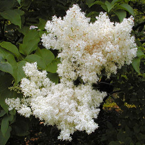 JAPANESE TREE LILAC  SYRINGA RETICULATA