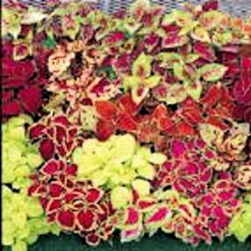 COLEUS FAIRWAY MIX  Solenostemon scutellarioides