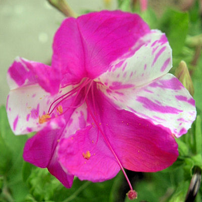 FOUR O  CLOCK Mirabilis jalapa