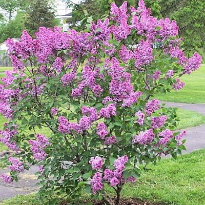 FRENCH LILAC  SYRINGA VULGARIS