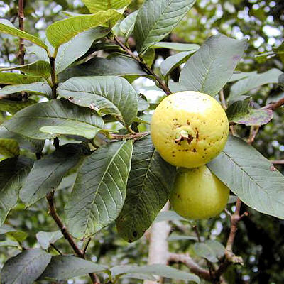 GUAVA PSIDIUM  GUAJAVA