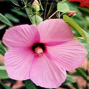 HIBISCUS LASIOCARPUS pink