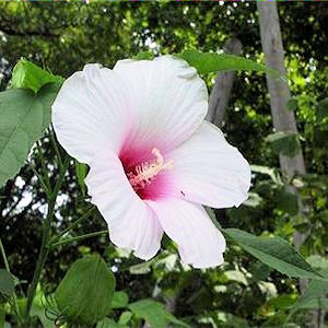 HIBISCUS Militaris pale pink