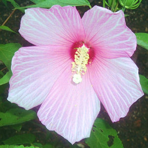 SWAMP HIBISCUS  HIBISCUS MOSCHEUTOS  bright pink
