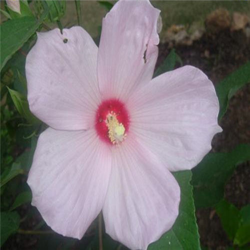 SWAMP HIBISCUS  HIBISCUS MOSCHEUTOS  pale pink