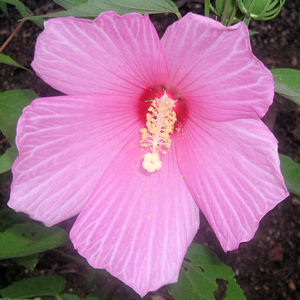 SWAMP HIBISCUS  HIBISCUS MOSCHEUTOS  dark pink