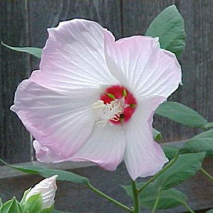 SWAMP HIBISCUS  HIBISCUS MOSCHEUTOS  white pink