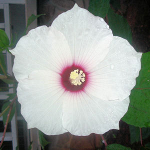 SWAMP HIBISCUS  HIBISCUS MOSCHEUTOS white