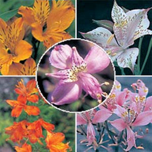 Peruvian Lily  Alstroemeria Aurantiaca Dr. Salters mix