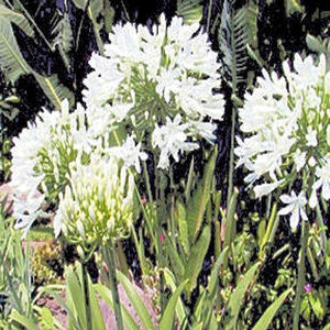 AFRICAN LILY Getty white   AGAPANTHUS AFRICANUS