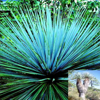 NOLINA NELSONII  NELSON S BLUE BEAR GRASS