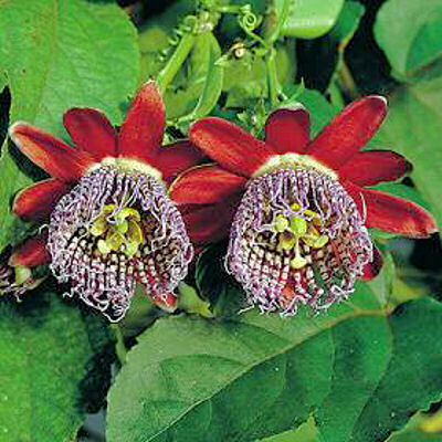 PASSIFLORA ALATA   red Granadilla