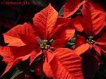 Letter to Santa Package Deals - Letter to Santa Package Deal 150 USD :  fashion poinsettia gift classic