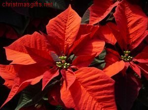 Letter to Santa Package Deal 200 USD :  holiday letter to santa unusual idea