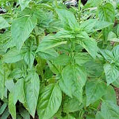 BASIL Italian large leaf