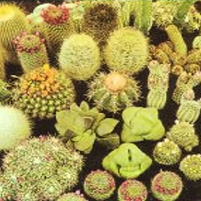 Cactus cacti variety mix