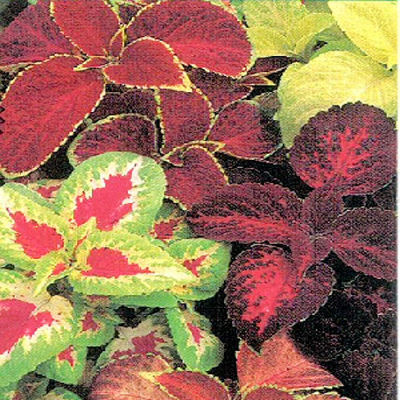 COLEUS RAINBOW MIX Solenostemon scutellaroides