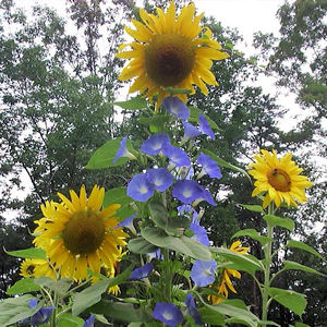 MAMMOTH SUNFLOWER grey stripe helianthus annus