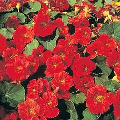 NASTURTIUM CHERRY ROSE edible leaves & flowers