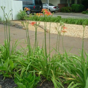 Orange Daylily   Hemerocallis fulva 2 pound clumps